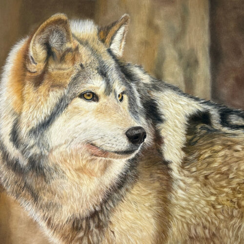 Wolf - SOLD!