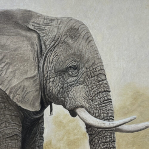 Elephant - 5