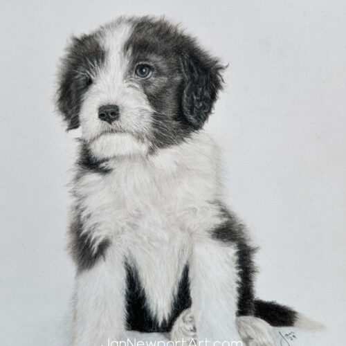 Bearded Collie Pup - 5