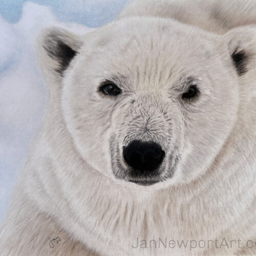 Polar Bear - 5