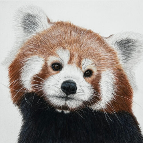 Red Panda - 5