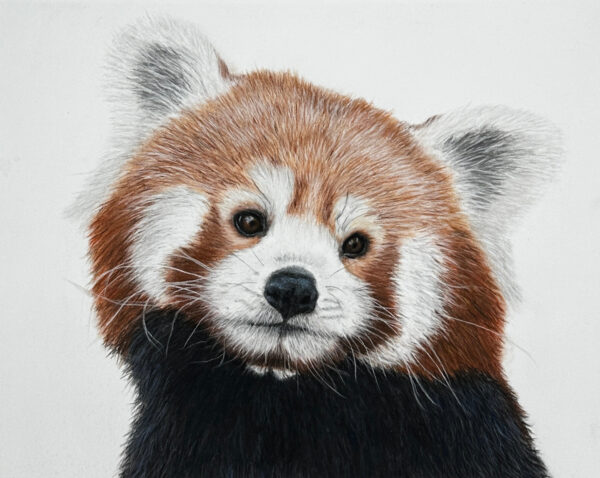 Red Panda - 5